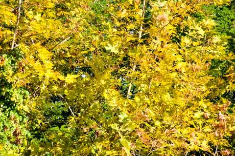 Leaf Background Texture Pattern Foto stock