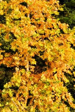 Leaf Background Texture Pattern Stock Photos