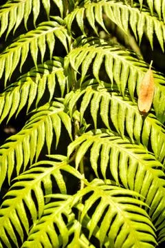 Leaf Background Texture Pattern Stock Photos
