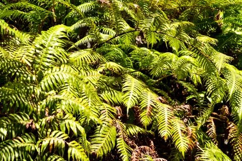 Leaf Background Texture Pattern Stock Photos