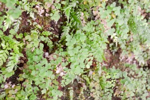 Leaf Background Texture Pattern Foto stock