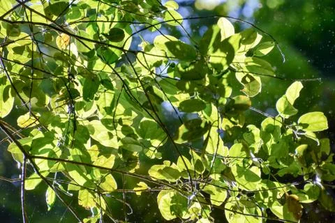 Leaf Background Texture Pattern Stock Photos