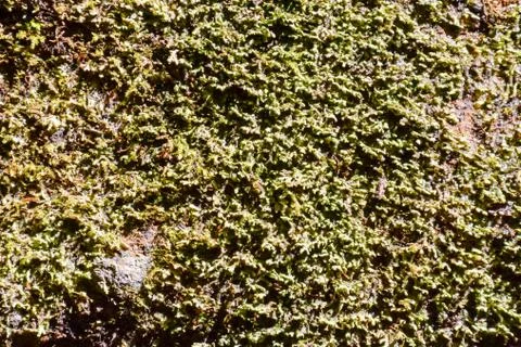 Leaf Background Texture Pattern Foto stock