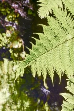 Leaf Background Texture Pattern Stock Photos