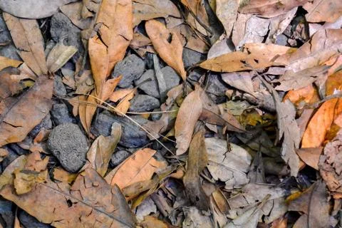 Leaf Background Texture Pattern Stock Photos