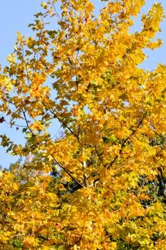 Leaf Background Texture Pattern Foto stock