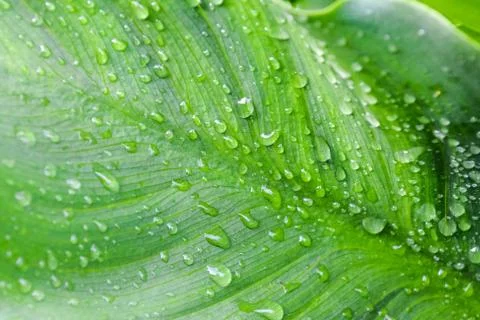 Leaf Background Texture Pattern Stock Photos