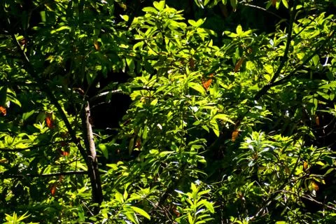 Leaf Background Texture Pattern Stock Photos