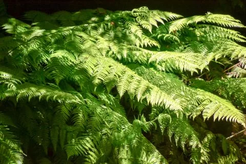 Leaf Background Texture Pattern Foto stock