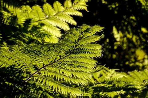 Leaf Background Texture Pattern Stock Photos