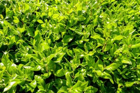 Leaf Background Texture Pattern Foto stock
