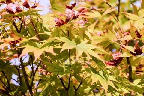 Leaf Background Texture Pattern Stock Photos