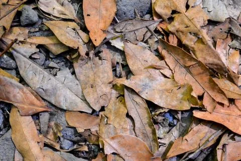 Leaf Background Texture Pattern Stock Photos