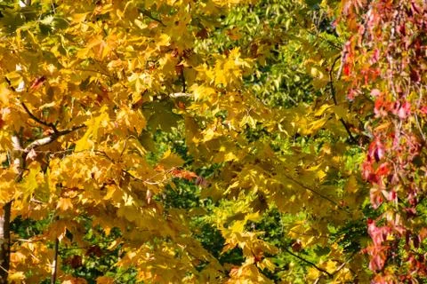 Leaf Background Texture Pattern Foto stock