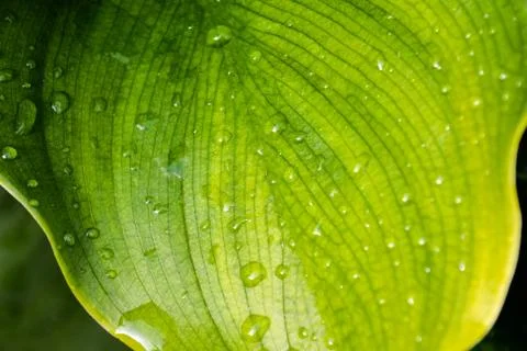 Leaf Background Texture Pattern Stock Photos