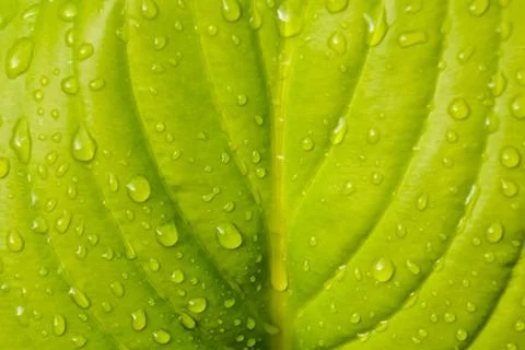 Leaf Background Texture Pattern Stock Photos