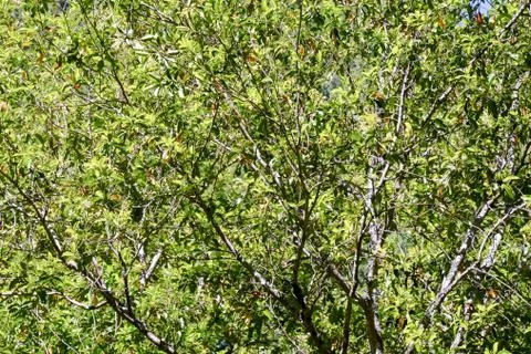 Leaf Background Texture Pattern Stock Photos