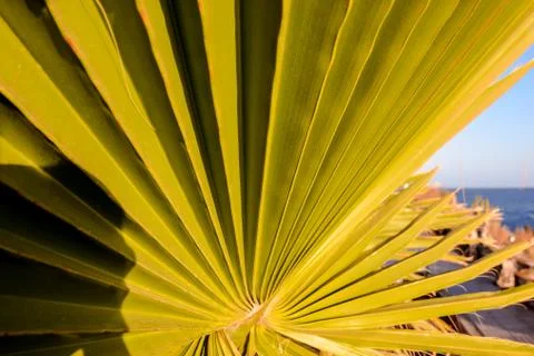 Leaf Background Texture Pattern Foto stock