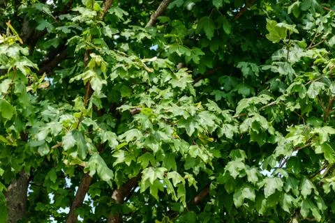 Leaf Background Texture Pattern Foto stock
