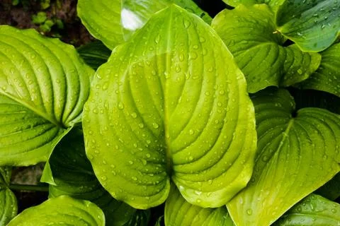 Leaf Background Texture Pattern Stock Photos
