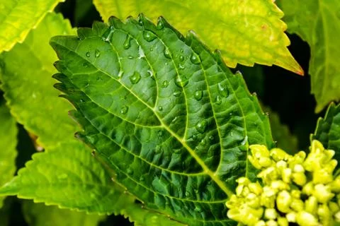 Leaf Background Texture Pattern Stockfoto's