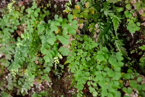 Leaf Background Texture Pattern Stock Photos