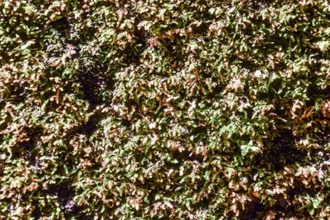 Leaf Background Texture Pattern Stock Photos