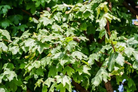 Leaf Background Texture Pattern Foto stock
