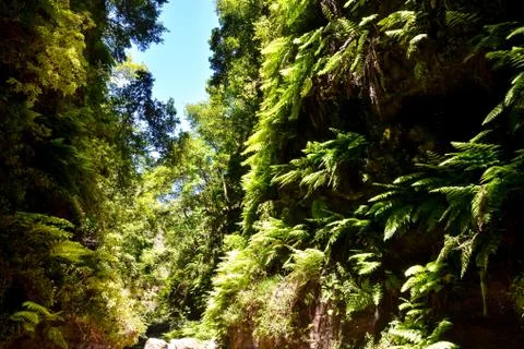 Leaf Background Texture Pattern Stock Photos