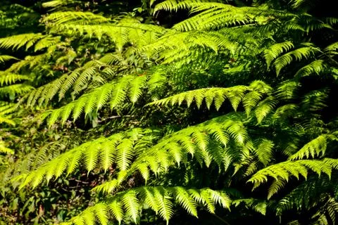 Leaf Background Texture Pattern Stock Photos
