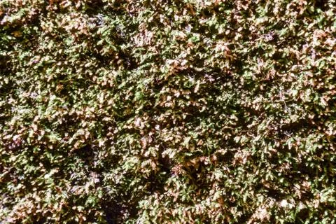 Leaf Background Texture Pattern Stock Photos