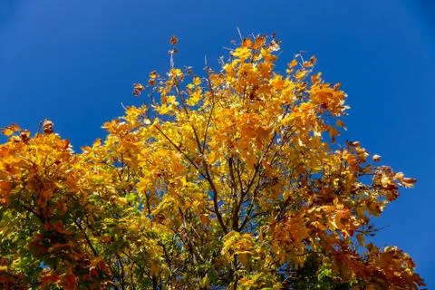 Leaf Background Texture Pattern Foto stock