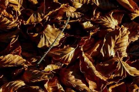 Leaf Background Texture Pattern Stock Photos