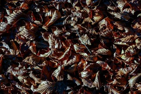 Leaf Background Texture Pattern Stock Photos