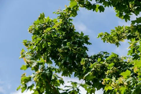 Leaf Background Texture Pattern Foto stock