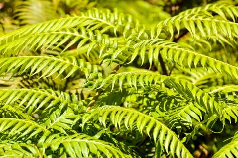 Leaf Background Texture Pattern Foto stock