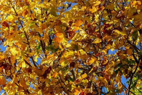 Leaf Background Texture Pattern Foto stock