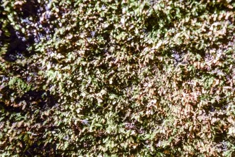 Leaf Background Texture Pattern Stock Photos