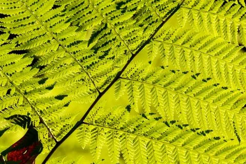 Leaf Background Texture Pattern Stock Photos