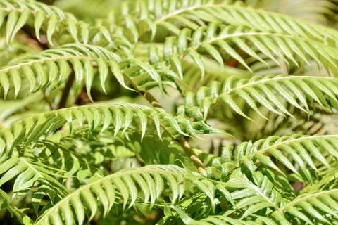 Leaf Background Texture Pattern Stock Photos