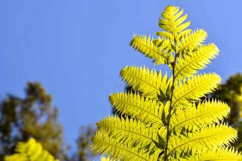 Leaf Background Texture Pattern Stock Photos
