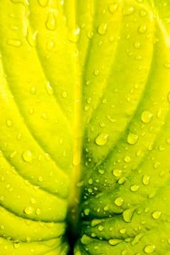 Leaf Background Texture Pattern Foto stock