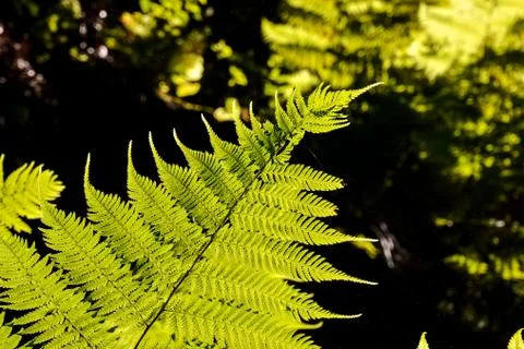 Leaf Background Texture Pattern Stock Photos