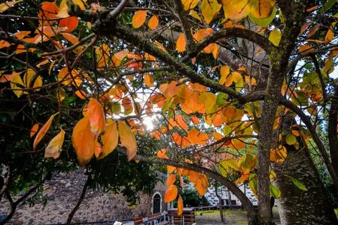 Leaf Background Texture Pattern Foto stock