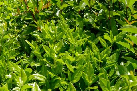 Leaf Background Texture Pattern Foto stock