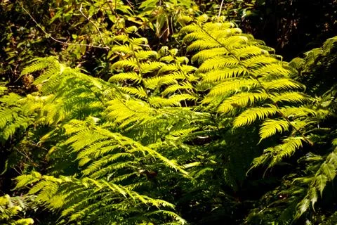 Leaf Background Texture Pattern Stock Photos