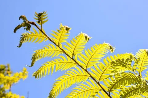 Leaf Background Texture Pattern Foto stock