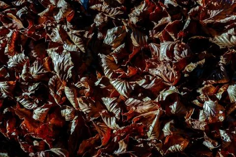 Leaf Background Texture Pattern Stock Photos