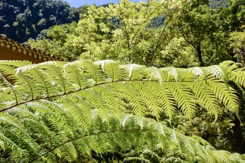 Leaf Background Texture Pattern Stock Photos