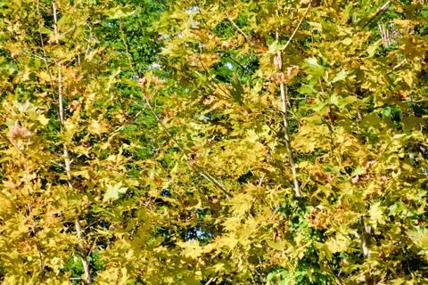 Leaf Background Texture Pattern Stockfoto's